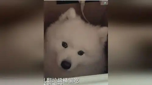  狗子做错事被我关起来了,看到他这表情瞬间心软,委屈小狗