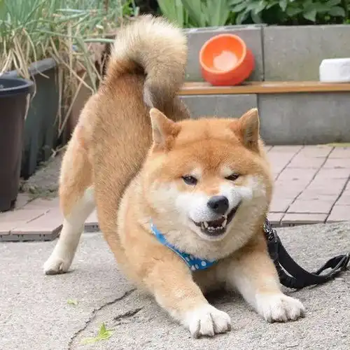  霸道总裁网红柴犬10岁了,以歪嘴笑走红网络,狗狗堪称移动表情包