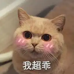  萌你一脸可爱小猫咪表情包集锦