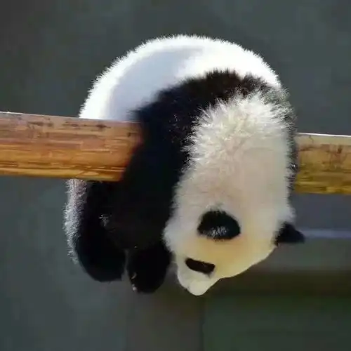 缺钱图片带字搞笑表情大