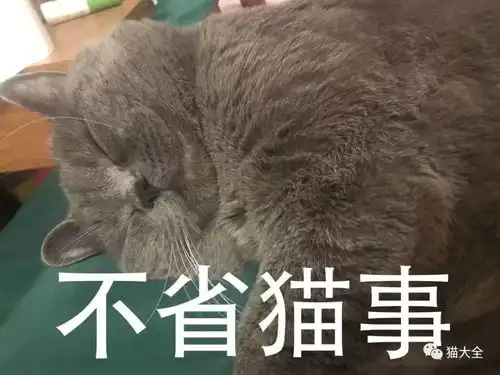  表情某公猫因一夜啪5只母猫火到英国,可它真的享受吗腾讯新闻表情