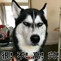 qq表情搞笑带字的图片表