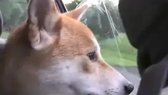  文雅的赵子模的个人频道