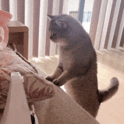 猫子狗子表情包可爱沙雕表情包动图 猫子狗子表情包可爱沙雕表情包动图