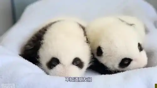  生个娃还能一不小心看完熊猫麻麻的表情,太搞笑了
