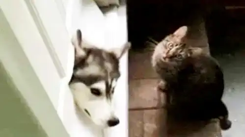  猫你养的哈士奇你自己知道这门坏了可和我一点关系都没有啊