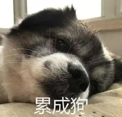  狗我怀疑你们养狗就是为了让狗打工