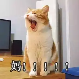  当猫遇上考试周高能表情包集锦