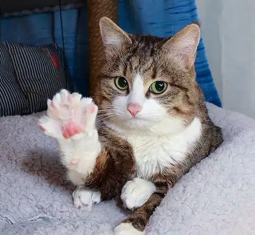  喵星人表情绝了,网友这猫给我收了