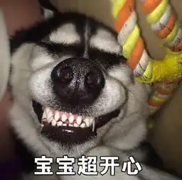 哈士奇表情包图片