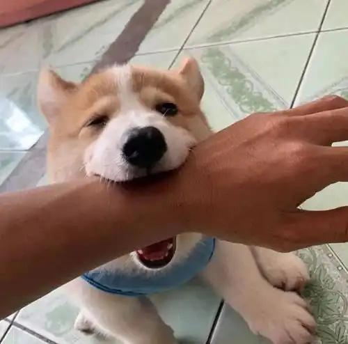 柯基被客人的臭脚熏晕,还狂翻白眼,铲屎官你这样很没礼貌哎 柯基被客人的臭脚熏晕,还狂翻白眼,铲屎官你这样很没礼貌哎