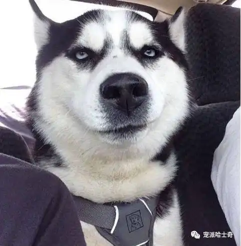  哈士奇这狗,怎么看都不是正经狗