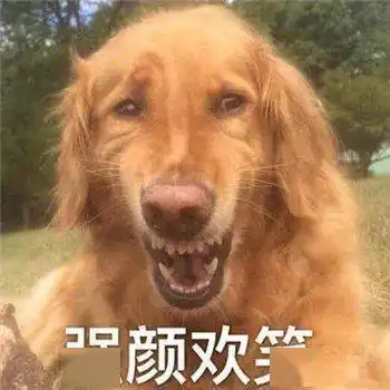  最全沙雕狗子表情包合辑年度最傻狗子都在这儿了