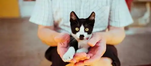  表情从猫咖到养猫app,空巢青年带动下的猫经济创事记新浪科技表情