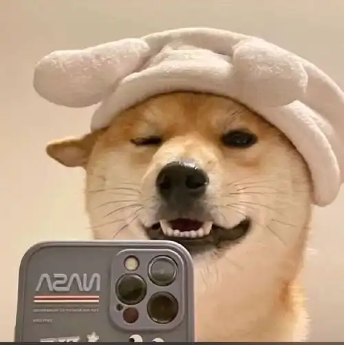  帮忙照顾毛孩子