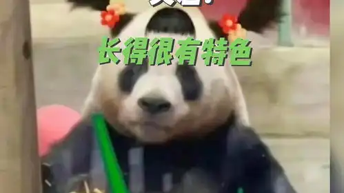  灵岩喜剧熊表情包王者长得真的很不一样看到他就觉得开心