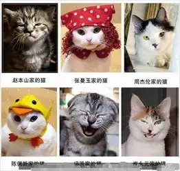 超级搞笑表情动物