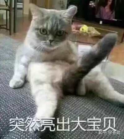  大家都有哪些沙雕猫的表情包哇