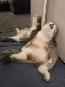  猫睡觉的姿势,可能比你还奇怪...