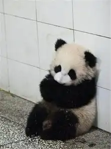 揣手小熊猫呆萌表情走红网络,网友表示真得好喜欢它 揣手小熊猫呆萌表情走红网络,网友表示真得好喜欢它