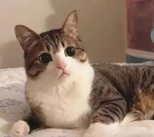  来自中国的狸花猫,因为表情包而成为网红,表情包被网友玩坏了