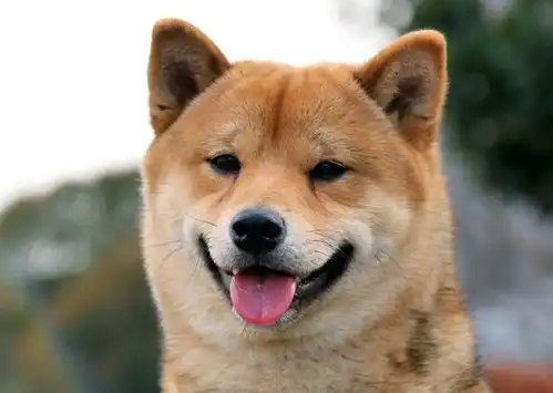  养柴犬是怎样的一种体验主人每一张照片都是表情包