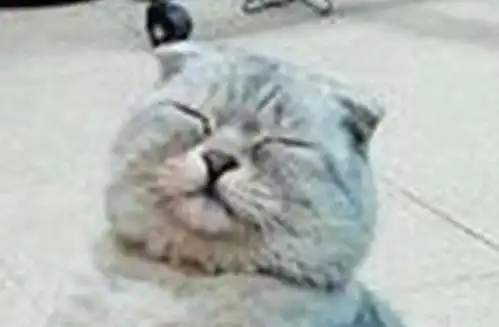  猫咪冷了懂得自己取暖,一脸享受简直太可爱