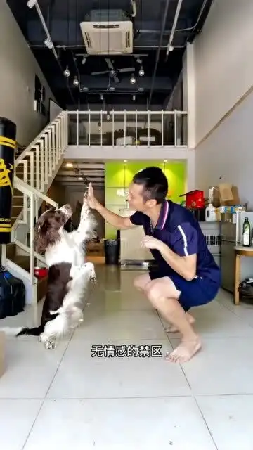  毛孩子好棒,最后歪头的小表情,真的好可爱