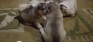  哈士奇出门浪不小心怀孕当了妈,带娃的表情很搞笑