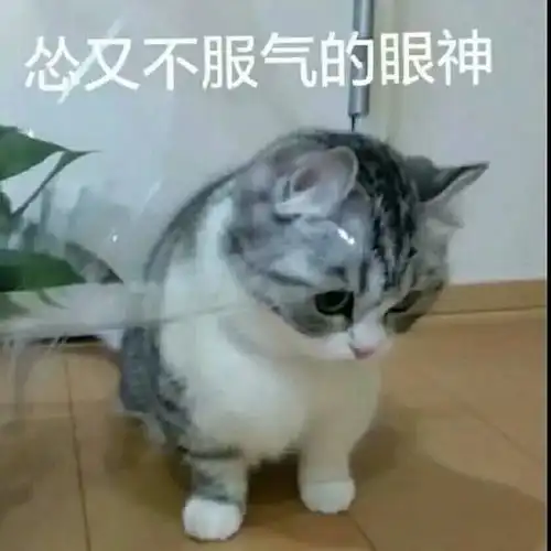 认怂表情包好运