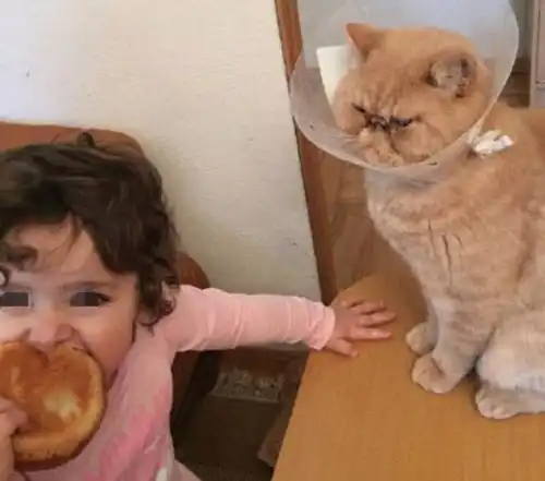  猫咪被头上的装备阻碍,只能眼馋主人吃美味,脸上的小表情亮了