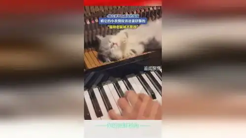  躺在钢琴上睡觉的猫猫,看它的小表情应该还蛮舒服的,猫和老鼠诚不欺我