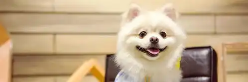  狗狗会笑吗狗狗开心时有什么表现