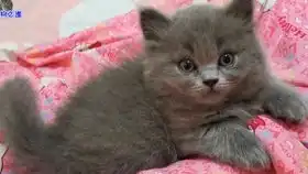  小主人给几只胖猫撸毛,猫咪们纷纷逃走,胖公猫的表情说明一切