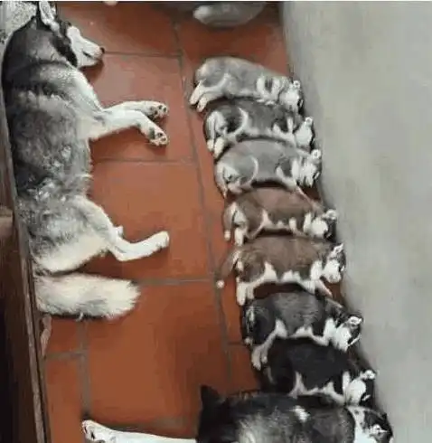  二哈妈妈生出渐变色狗狗,主人将其排序后自豪大笑