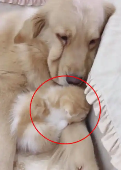  自从猫妈生下一窝孩子,苦逼金毛成了猫保姆,看到这幕主人笑了