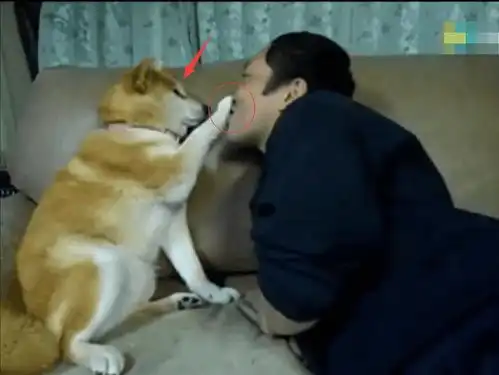 柴犬斜视表情包亲亲