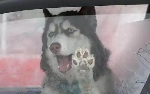  二哈在车内向路人求救,秒变表情包路人差点笑哭