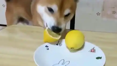  柴犬被铲屎官骗吃柠檬,刚吃完,这表情太萌了