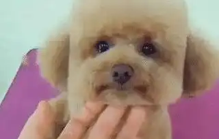  主人出差,把泰迪托给战友照顾,回来差点认不出,狗我好方