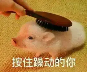  猪喊到表情包