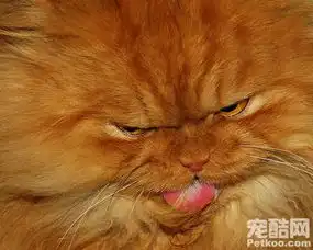  担心猫走红盘点网红的各种喵星人