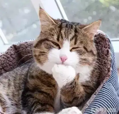 加菲猫表情包小视频桃心
