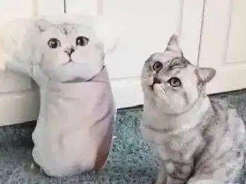  主人怕猫咪在家无聊,给它买了个猫抱枕,猫咪的表情让主人看傻眼了