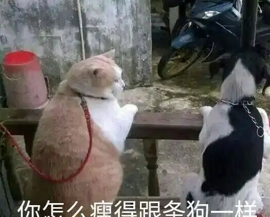  主人嫌弃柴犬脸太大,精心为它打扮一番,狗狗更没脸见人了