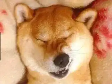  柴犬为什么叫戏精看了这些表情包你就知道了