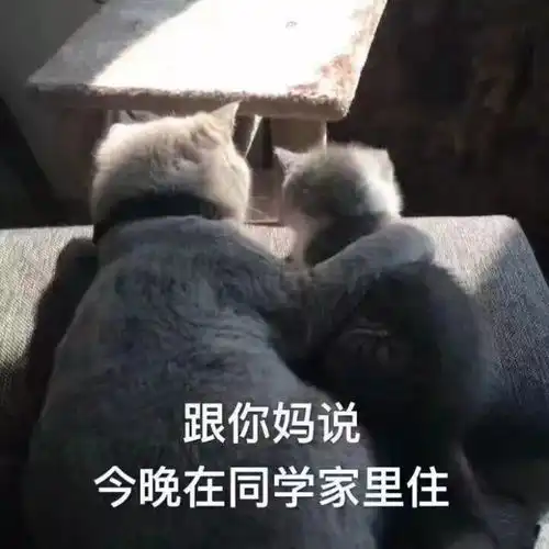  今日表情推荐,1011