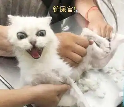  带着金吉拉去宠物店剃毛,猫咪吓成这副表情,猫咪为何这么对我