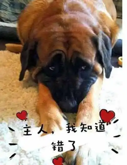  为什么主人打狗狗,狗狗却心甘情愿不反抗很简单就5点