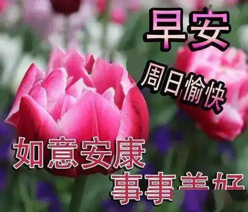 最新周日早上好表情包,天冷不忘问候,风吹不散思念,星期天快乐朋友